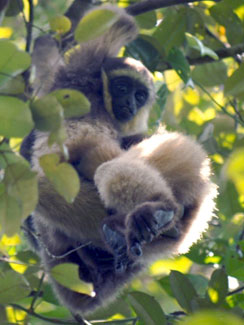 White-bearded gibbon (Hylobates albibarbis)