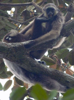 White-bearded gibbon (Hylobates albibarbis)