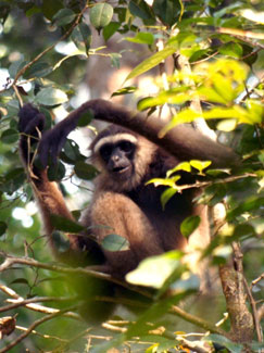 White-bearded gibbon (Hylobates albibarbis)