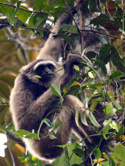 White-bearded gibbon (Hylobates albibarbis)