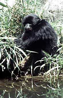 Kloss's gibbon (Hylobates klossii)