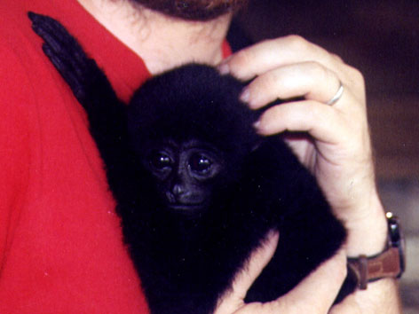 Kloss's gibbon (Hylobates klossii)