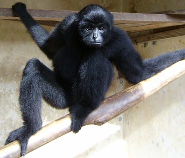 Kloss's gibbon (Hylobates klossii)