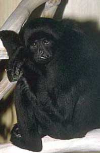 Kloss's gibbon (Hylobates klossii)