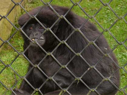 Kloss's gibbon (Hylobates klossii)