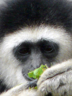 White-handed gibbon (Hylobates lar)