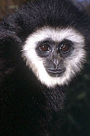 White-handed gibbon (Hylobates lar)