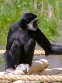 White-handed gibbon (Hylobates lar)