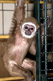 White-handed gibbon (Hylobates lar)