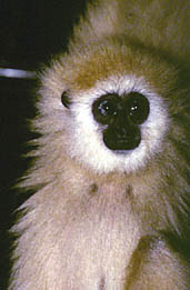 White-handed gibbon (Hylobates lar)