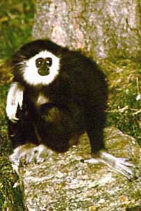 White-handed gibbon (Hylobates lar)