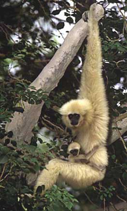 White-handed gibbon (Hylobates lar)