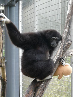 White-handed gibbon (Hylobates lar)