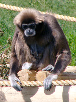 White-handed gibbon (Hylobates lar)