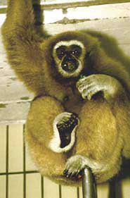 White-handed gibbon (Hylobates lar)