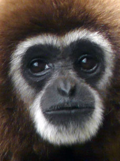 White-handed gibbon (Hylobates lar)