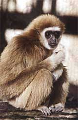 White-handed gibbon (Hylobates lar)