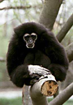 White-handed gibbon (Hylobates lar)