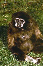 White-handed gibbon (Hylobates lar)