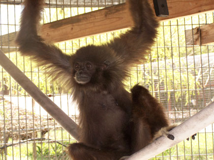 White-handed gibbon (Hylobates lar)