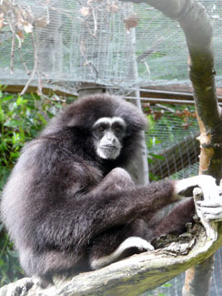 White-handed gibbon (Hylobates lar)