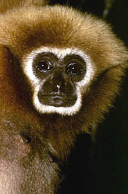 White-handed gibbon (Hylobates lar)