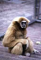 White-handed gibbon (Hylobates lar)