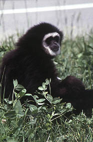 White-handed gibbon (Hylobates lar)