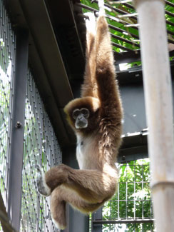 White-handed gibbon (Hylobates lar)