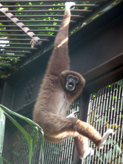 White-handed gibbon (Hylobates lar)