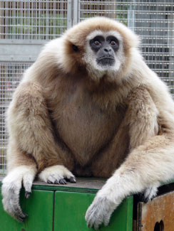 White-handed gibbon (Hylobates lar)