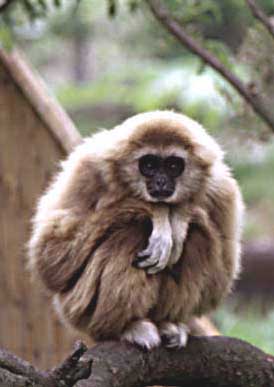 White-handed gibbon (Hylobates lar)