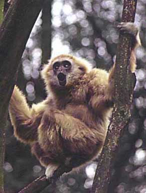 White-handed gibbon (Hylobates lar)