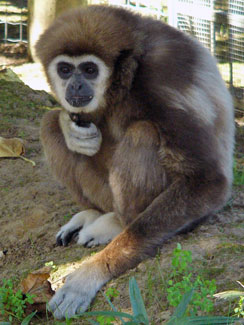 White-handed gibbon (Hylobates lar)