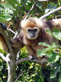 White-handed gibbon (Hylobates lar)