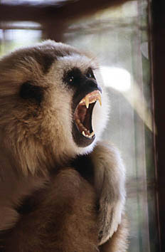 White-handed gibbon (Hylobates lar)