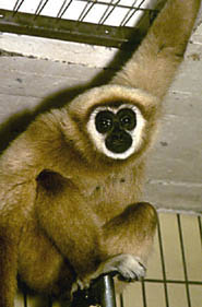 White-handed gibbon (Hylobates lar)