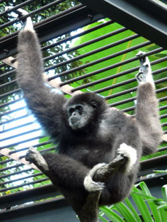 White-handed gibbon (Hylobates lar)