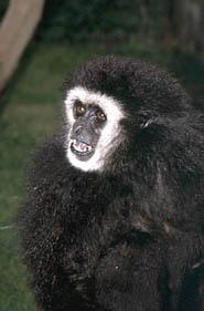 White-handed gibbon (Hylobates lar)