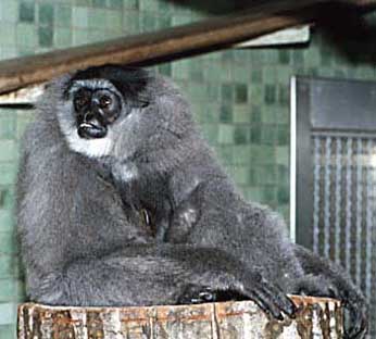 Silvery gibbon (Hylobates moloch)