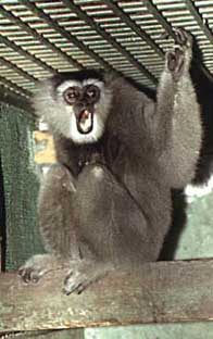 Silvery gibbon (Hylobates moloch)
