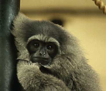 Silvery gibbon (Hylobates moloch)