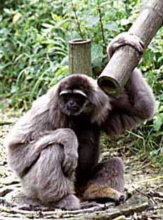 Silvery gibbon (Hylobates moloch)