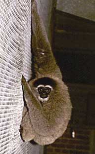 Silvery gibbon (Hylobates moloch)