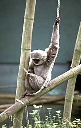 Silvery gibbon (Hylobates moloch)