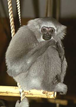 Silvery gibbon (Hylobates moloch)