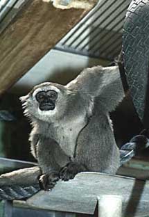 Silvery gibbon (Hylobates moloch)