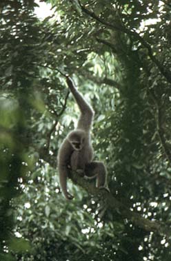 Silvery gibbon (Hylobates moloch)