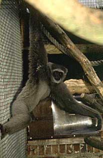 Silvery gibbon (Hylobates moloch)