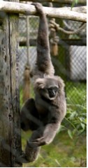 Silvery gibbon (Hylobates moloch)